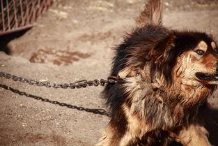 人兽马狗av,探索异域风情与奇幻冒险的跨界融合