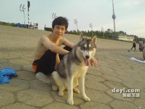 我的公狗老公,揭秘狗狗的忠诚与情感世界