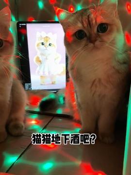 小喵视频,趣味横生的短视频盛宴